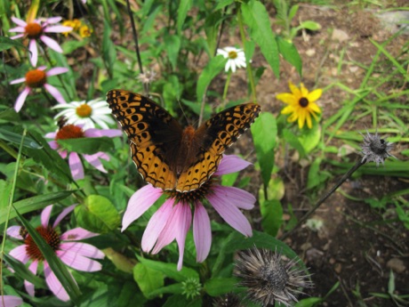 Great spangled fritillary butterfly on coneflowers.